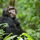 top-wildlife-and-chimpanzee-trekking-spots-in-uganda