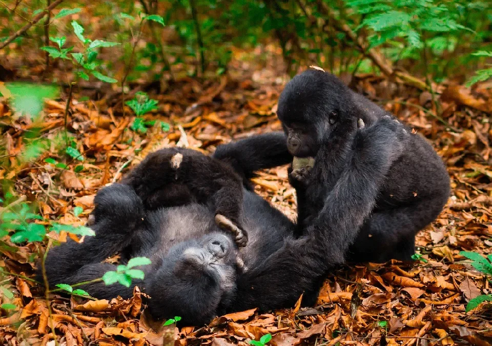 uganda-rwanda-combined-safaris
