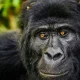 cheap-gorilla-safaris-from-kigali-to-uganda
