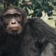 primate-safaris-in-uganda-chimps-gorillas-and-more