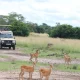 2-day-cheap-safari-to-lake-mburo-national-park