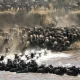 ultimate-wildlife-safari-bwindi-gorillas-mara-river-crossings