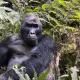 gorilla-trekking-safaris-in-uganda-and-rwanda