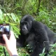 most-cheapest-gorilla-trekking-safaris-in-uganda