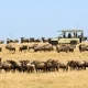 serengeti-vs-maasai-mara-where-to-see-the-best-migration-views
