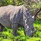 kidepo-travel-guide-rhino-tracking-wildlife-and-culture
