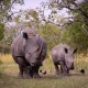 wildlife-wonders-of-kidepo-rhino-tracking-and-beyond