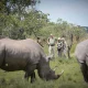 kidepo-safari-highlights-rhinos-lions-elephants-and-more