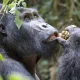 affordable-gorilla-trekking-trips-from-kigali-to-mgahinga