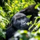 3-day-gorilla-safari-from-kigali-to-bwindi-forest