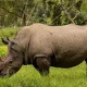 kidepo-adventure-safari-rhino-tracking-wildlife-and-cultural