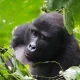 14-day-east-africa-safari-uganda-gorillas-serengeti-wildlife