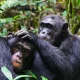 3-days-chimp-tracking-safari-to-kibale-national-park