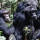 gorilla-trekking-vs-chimpanzee-tracking-in-uganda