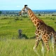 uganda-safari-travel-guide-for-international-tourists
