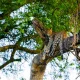 combining-gorilla-trekking-and-wildlife-safaris-in-one-trip