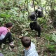 best-family-gorilla-trekking-experiences-in-bwindi-national-park