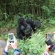 bwindi-vs-volcanoes-comparing-gorilla-trek-in-uganda-and-rwanda