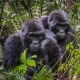 short-gorilla-safaris-in-uganda-starting-from-kigali