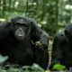 best-places-for-chimpanzee-trekking-in-uganda