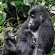 best-route-from-kigali-to-bwindi-for-gorilla-trekking