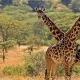 romantic-wildlife-safaris-in-kidepo-valley-national-park