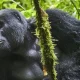 gorilla-trekking-in-bwindis-buhoma-sector-from-kigali