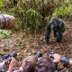 gorilla-trekking-photography-tips-capturing-wildlife-safely