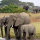 budget-family-safari-guide-to-queen-elizabeth-national-park