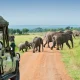 capture-uganda-wildlife-on-a-kigali-departure-safari