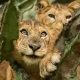 best-wildlife-safaris-in-uganda-where-to-see-the-big-five