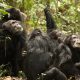 chimpanzee-tracking-safaris-in-uganda