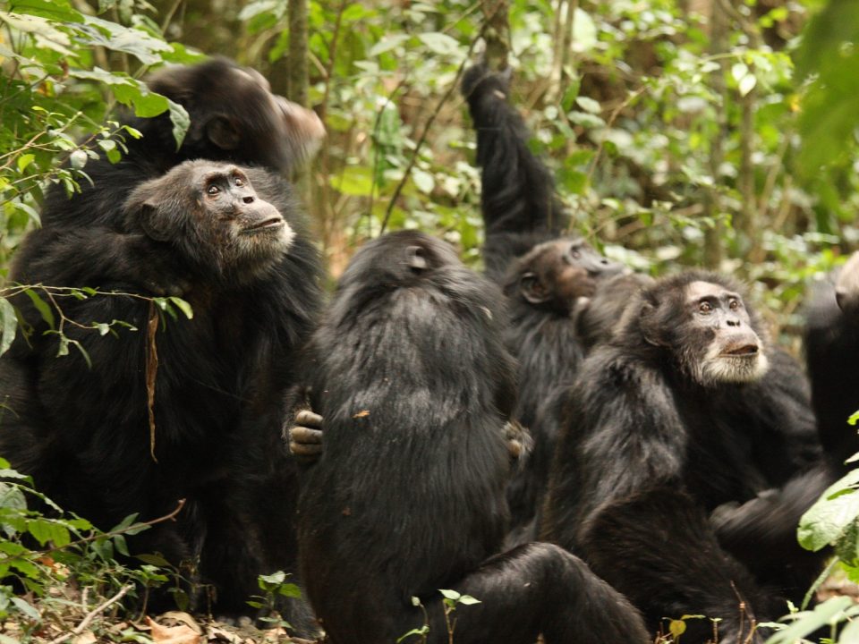 chimpanzee-tracking-safaris-in-uganda