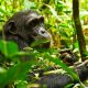 uganda-chimpanzee-and-gorilla-safaris-and-tours