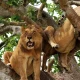 common-tourist-activities-in-queen-elizabeth-national-park