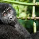what-are-the-chances-of-seeing-gorillas-in-uganda