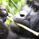 can-i-do-two-gorilla-treks-in-uganda-on-one-tour