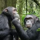 uganda-chimpanzee-tracking-tours