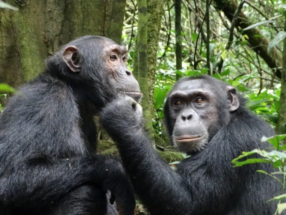 uganda-chimpanzee-tracking-tours