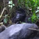 how-long-is-bwindi-national-park-from-kigali