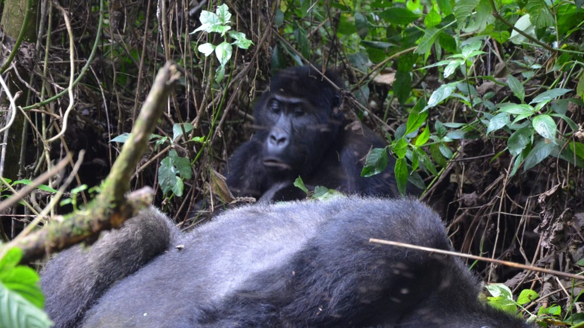 how-long-is-bwindi-national-park-from-kigali