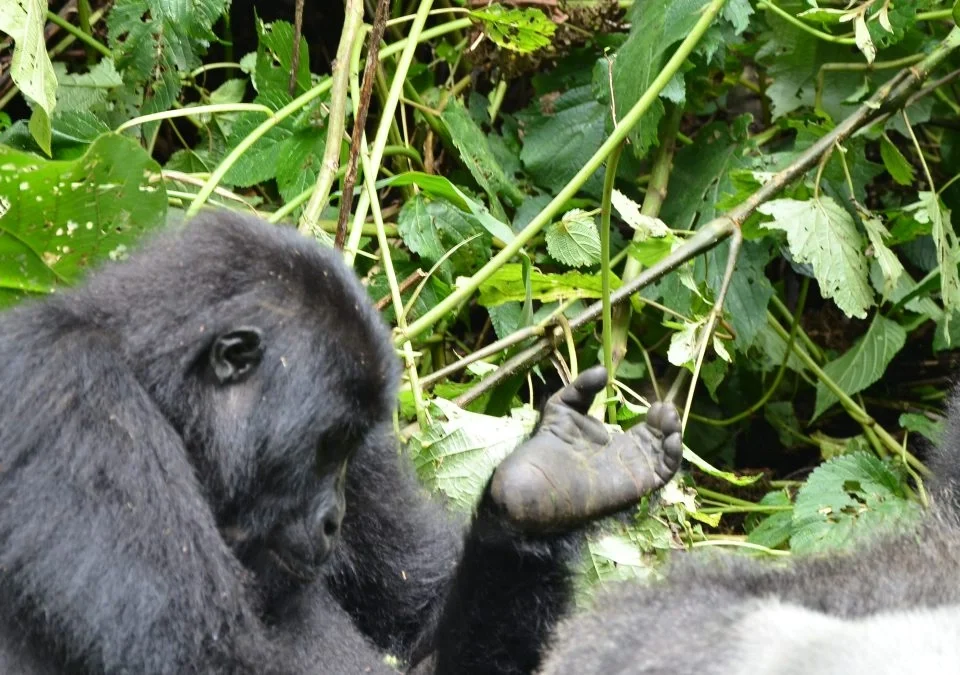 nearest-gorilla-trekking-park-in-uganda-from-kigali