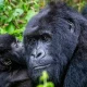 can-you-combine-uganda-and-rwanda-safari