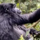 booking-a-gorilla-habituation-safari-in-uganda
