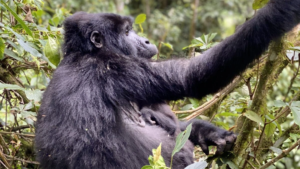 booking-a-gorilla-habituation-safari-in-uganda