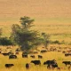 Kidepo Valley National Park Wildlife Safaris