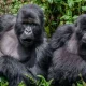 exploring-kigezi-gorillas-and-lake-bunyonyi