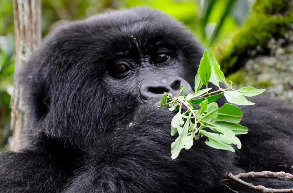 2-days-short-gorilla-safari-in-uganda