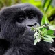 2-days-short-gorilla-safari-in-uganda