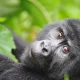 short-uganda-gorilla-trekking-safaris
